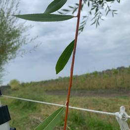 Ива Памяти Бажова (Bazova)