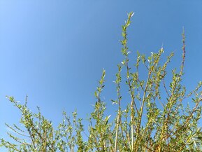 Ива Памяти Бажова (Bazova)