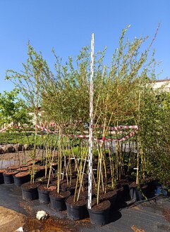 Ива Памяти Бажова (Bazova)