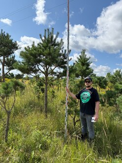 Сосна Пиния П3 Высота 300-350 см, St 160 см, ряд 2/19