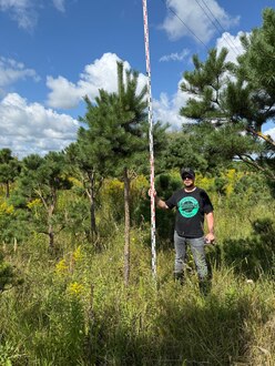 Сосна Пиния П2 Высота 300-350 см, St 120 см, ряд 2/18