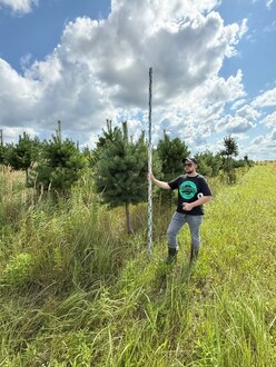 Сосна Пиния П3 Высота 200-250 см, St 100 см, ряд 1/3