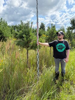 Сосна Пиния П3 Высота 200-250 см, St 100 см, ряд 1/1