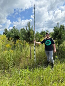 Сосна Пиния П3 Высота 200-250 см, St 150 см, ряд 3/5