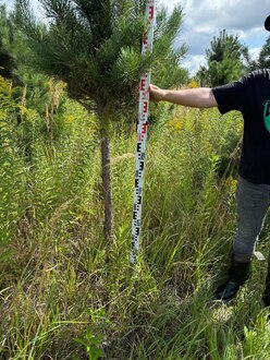 Сосна Пиния П3 Высота 200-250 см, St 150 см, ряд 3/5