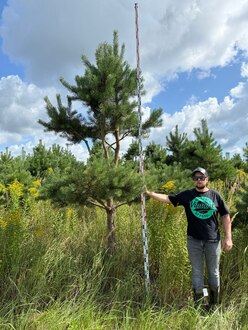 Сосна Пиния П3 Высота 350-400 см, St 100 см, ряд 1/7