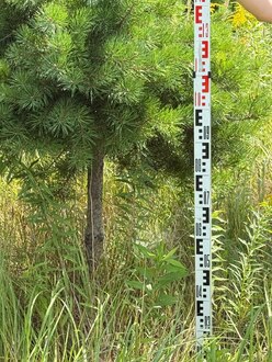 Сосна Пиния П3 Высота 200-250 см, St 80 см, ряд 1/11