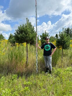 Сосна Пиния П3 Высота 250-300 см, St 160 см, ряд 1/12