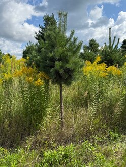 Сосна Пиния П3 Высота 200-250 см, St 110 см, ряд 1/13