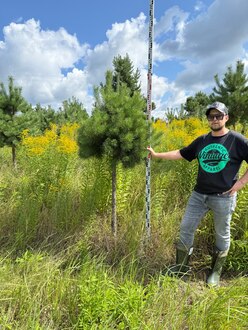 Сосна Пиния П3 Высота 200-220 см, St 100 см, ряд 1/14