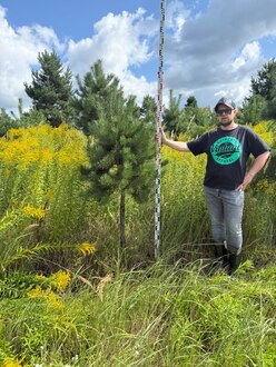 Сосна Пиния П3 Высота 150-200 см, St 80 см, ряд 1/15