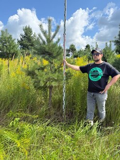 Сосна Пиния П3 Высота 200-250 см, St 80 см, ряд 1/16