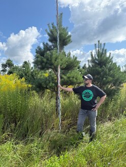 Сосна Пиния П3 Высота 300-350 см, St 100 см, ряд 1/17