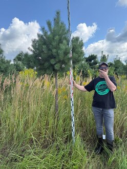 Сосна Пиния П3 Высота 250-300 см, St 160 см, ряд 1/18