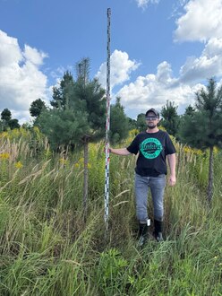 Сосна Пиния П3 Высота 200-250 см, St 140 см, ряд 1/19