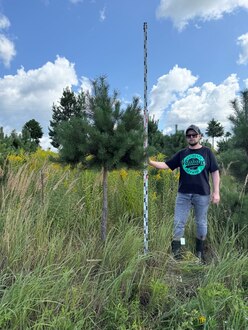 Сосна Пиния П3 Высота 250-300 см, St 140 см, ряд 1/21