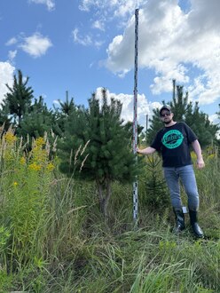 Сосна Пиния П3 Высота 200-250 см, St 60 см, ряд 1/23