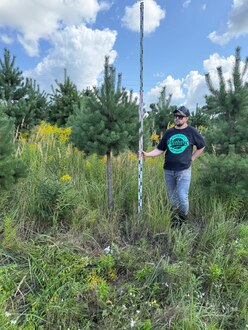 Сосна Пиния П3 Высота 250-300 см, St 110 см, ряд 1/24