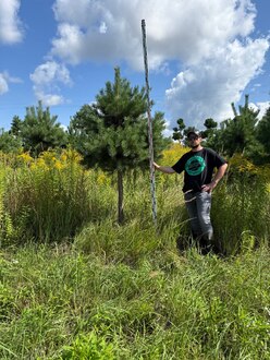 Сосна Пиния П3 Высота 250-300 см, St 120 см, ряд 1/27