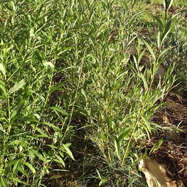 Ива белая Виттеллина (Vittellina)