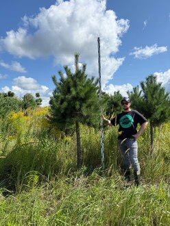 Сосна Пиния П3 Высота 250-300 см, St 150 см, ряд 1/28