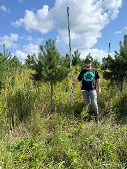 Сосна Пиния П3 Высота 200-250 см, St 140 см, ряд 1/29