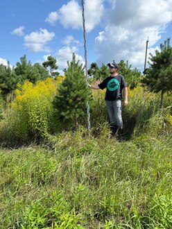 Сосна Пиния П3 Высота 150-200 см, S80 см, ряд 1/30