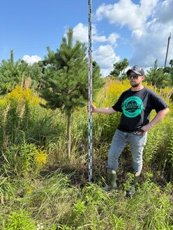 Сосна Пиния П3 Высота 250-300 см, St 110 см, ряд 1/31