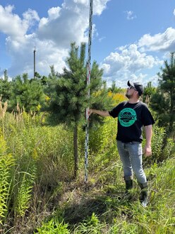 Сосна Пиния П3 Высота 200-250 см, St 120 см, ряд 1/32