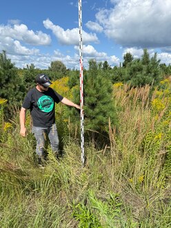 Сосна Пиния П3 Высота 200-250 см, St 90 см, ряд 2/34