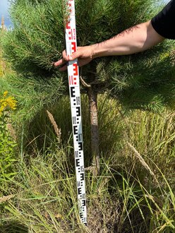 Сосна Пиния П3 Высота 200-250 см, St 90 см, ряд 2/34