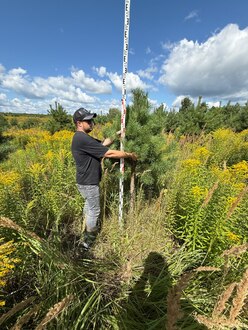 Сосна Пиния П3 Высота 200-250 см, St 100 см, ряд 1/33