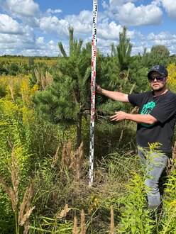 Сосна Пиния П3 Высота 200-230 см, St 120 см, ряд 2/20