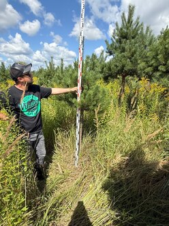 Сосна Пиния П3 Высота 200-230 см, St 100 см, ряд 2/25