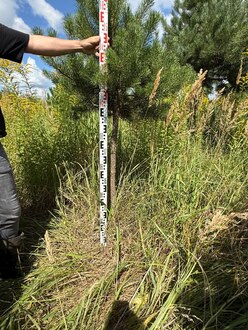 Сосна Пиния П3 Высота 200-230 см, St 100 см, ряд 2/25