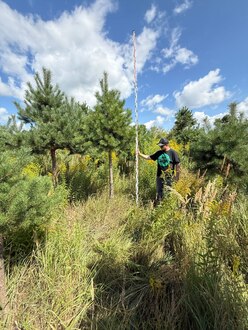 Сосна Пиния П3 Высота 300-350 см, St 90 см, ряд 3/25