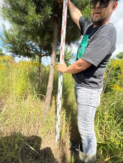 Сосна Пиния П3 Высота 300-350 см, St 90 см, ряд 3/25