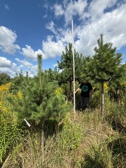 Сосна Пиния П3 Высота 300-350 см, St 170 см, ряд 3/24