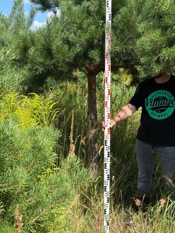 Сосна Пиния П3 Высота 300-350 см, St 170 см, ряд 3/24