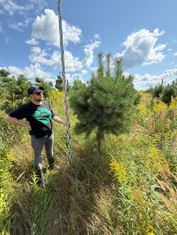 Сосна Пиния П3 Высота 200-250 см, St 100 см, ряд 3/26