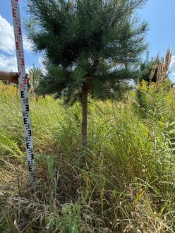 Сосна Пиния П3 Высота 200-250 см, St 100 см, ряд 3/26