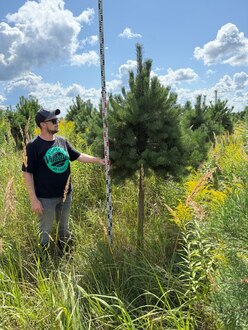 Сосна Пиния П3 Высота 200-250 см, St 110 см, ряд 3/27