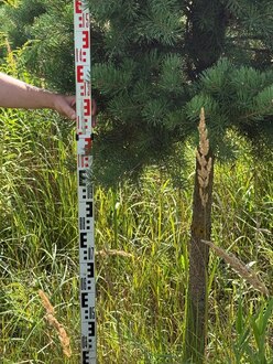 Сосна Пиния П3 Высота 200-250 см, St 110 см, ряд 3/27