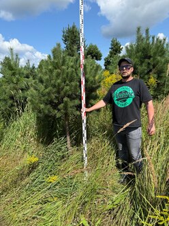 Сосна Пиния П3 Высота 200-220 см, St 110 см, ряд 4/26