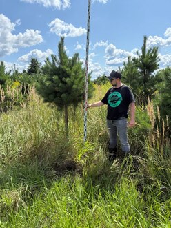 Сосна Пиния П3 Высота 200-250 см, St 130 см, ряд 3/1