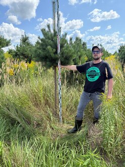 Сосна Пиния П3 Высота 250-270 см, St 100 см, ряд 4/1