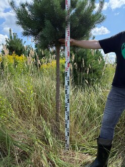 Сосна Пиния П3 Высота 250-270 см, St 100 см, ряд 4/1