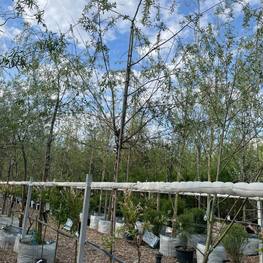 Ива гибридная Плакучий Гном (Placutschii Gnom)