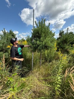 Сосна Пиния П3 Высота 250-300 см, St 150 см, ряд 6/2