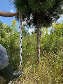 Сосна Пиния П3 Высота 250-300 см, St 150 см, ряд 6/2